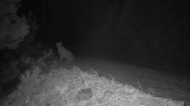 A rare Eurasian lynx was captured on a night-vision wildlife camera in a dark forest setting.