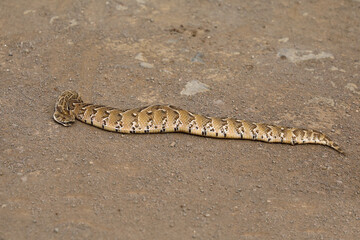 Obraz premium Puffotter / Puff adder / Bitis arietans arietans