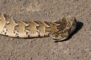 Obraz premium Puffotter / Puff adder / Bitis arietans arietans