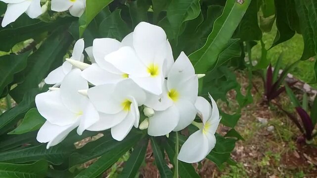Beautiful White Plumeria Pudica Flowers Blooming in the Garden