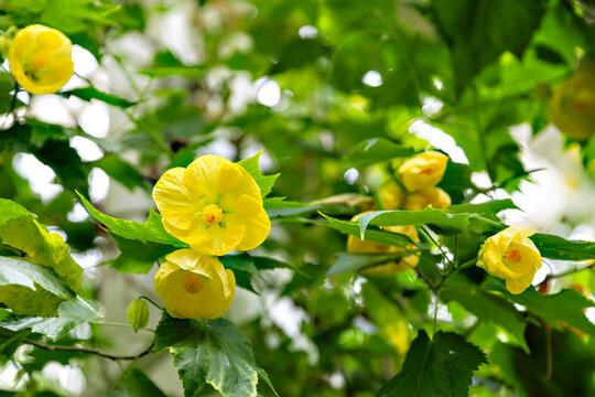 Close-up of bright yellow abutilon flowers blooming amidst dense green leaves in a tropical greenhouse.