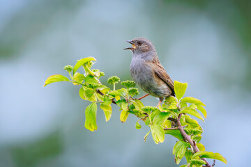 Obraz premium Dunnock Prunella modularis bird singing during Springtime