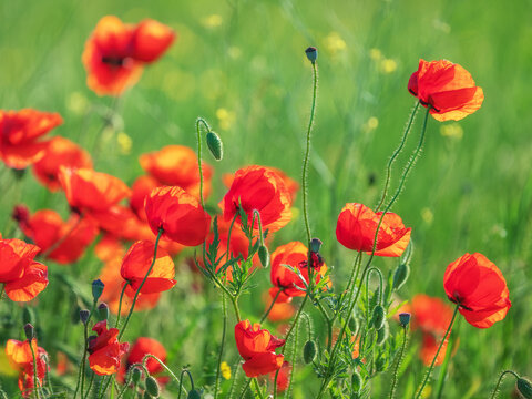 red poppies on a green meadow in summer day