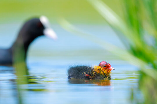 Coot chick Fulica atra swimming closeup
