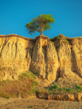 view to alone green tree on cliff in golden light under blue sky