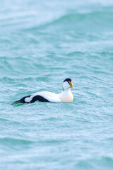 Fototapeta premium Common Eider male, Somateria mollissima, swimming with strong winds in waves.