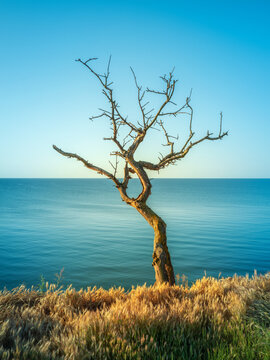 sea view with dead tree on cliff in summer day with nobody