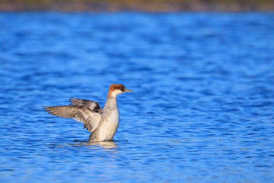 Smew, Mergellus albellus, female bird swimming in a lake