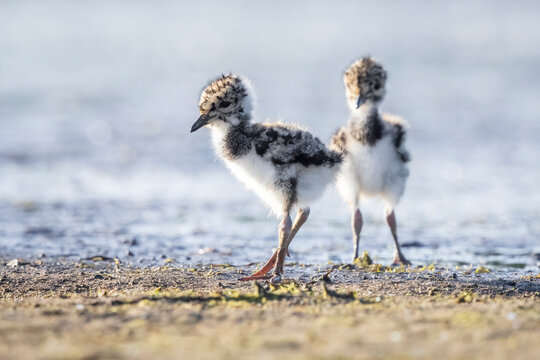 Northern lapwing, Vanellus vanellus, baby wading bird in a meadow