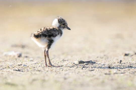 Northern lapwing, Vanellus vanellus, baby wading bird in a meadow