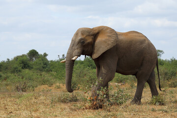 Fototapeta premium Afrikanischer Elefant / African elephant / Loxodonta africana