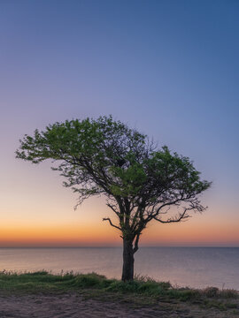 alone tree on cliff neat the sea in the morning twilights
