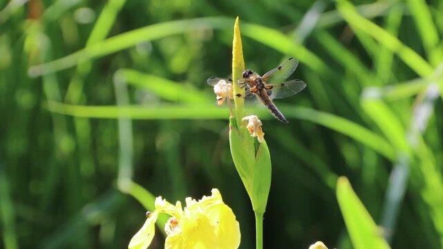 Vierfleck (Libellula quadrimaculata)