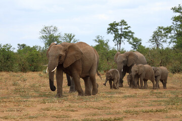 Fototapeta premium Afrikanischer Elefant / African elephant / Loxodonta africana