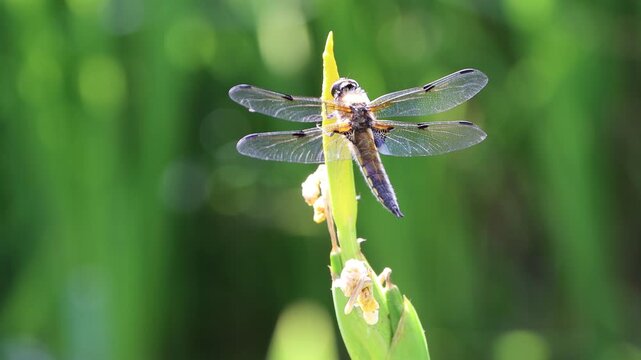 Vierfleck (Libellula quadrimaculata)