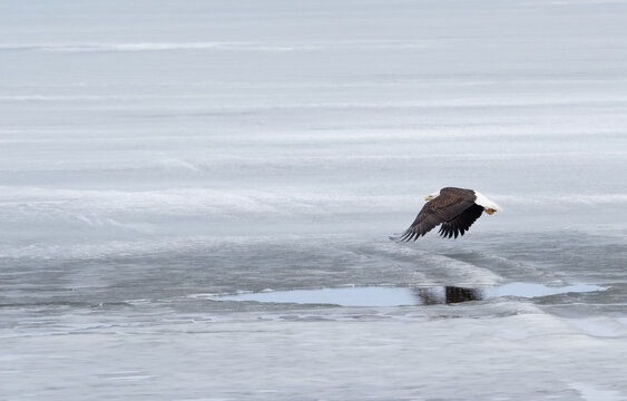 A bald eagle flies across a frozen lake and its reflection show in a pool of melted water