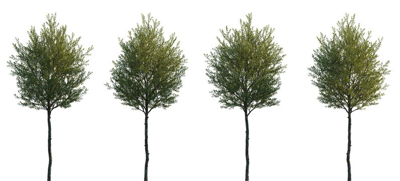 Common Privet (Ligustrum vulgare) &ndash; Small Deciduous Tree with Green Crown