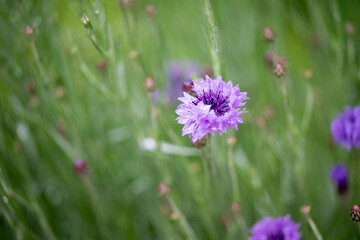 Fototapeta premium Green Background of Corn Flowers Field in Rain