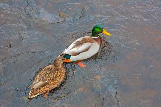 Top View of Male and Female Mallard Ducks Swimming in River Sweden Autumn