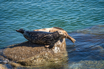 Harbor Seals (Phoca vitulina) Resting on Coastal Rocks in Monterey California © Olga