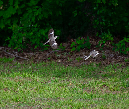 Mockingbirds in flight in nature