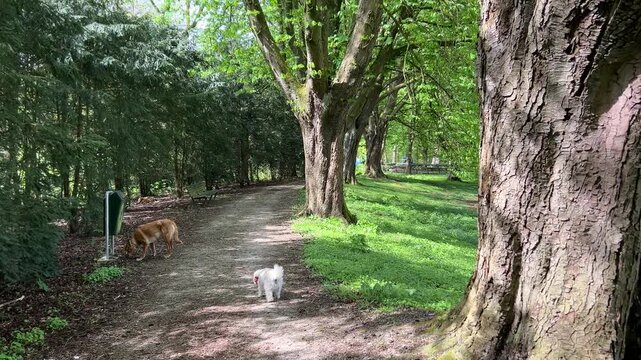 Scenic springtime walking dogs in Amsterdam Forest path in the Netherlands (Amsterdamse Bos), pet-friendly environments in the Netherlands.
