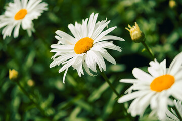 Fototapeta premium Bright white daisies bloom in garden during spring season, showcasing simple beauty vibrant yellow centers. garden space with petals. flowers thrive under sunlight, lively colorful scene in spring