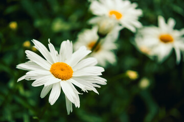 Fototapeta premium Bright white daisies bloom in garden during spring season, showcasing simple beauty vibrant yellow centers. garden space with petals. flowers thrive under sunlight, lively colorful scene in spring