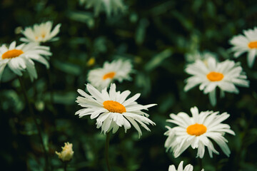 Obraz premium Bright white daisies bloom in garden during spring season, showcasing simple beauty vibrant yellow centers. garden space with petals. flowers thrive under sunlight, lively colorful scene in spring