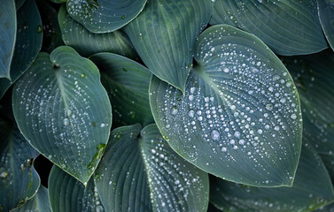 Obraz premium Top View of Blue Green Hosta Leaves with Rain Drops