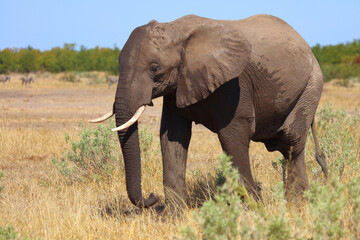 Fototapeta premium Afrikanischer Elefant / African elephant / Loxodonta africana
