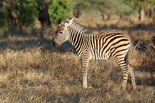 Steppenzebra / Burchell's zebra / Equus quagga burchellii