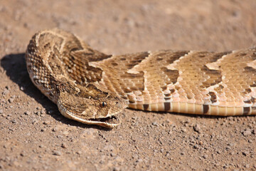 Obraz premium Puffotter / Puff adder / Bitis arietans arietans