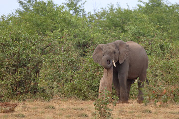 Obraz premium Afrikanischer Elefant / African elephant / Loxodonta africana
