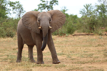Fototapeta premium Afrikanischer Elefant / African elephant / Loxodonta africana
