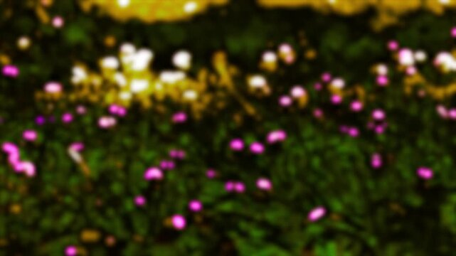 Abstract Blurred Dark Green Field with Pink and Yellow Bokeh Background with Copy Space for Text