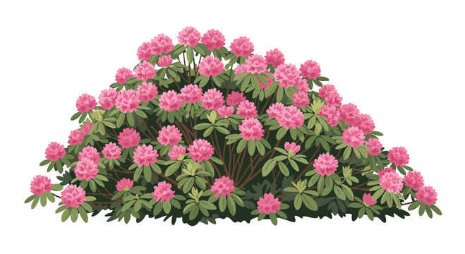 A large rhododendron bush with abundant clusters of pink flowers and dark green leaves stands isolated against a clean white background with soft light.