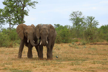 Fototapeta premium Afrikanischer Elefant / African elephant / Loxodonta africana