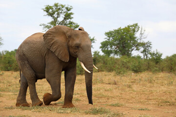 Fototapeta premium Afrikanischer Elefant / African elephant / Loxodonta africana