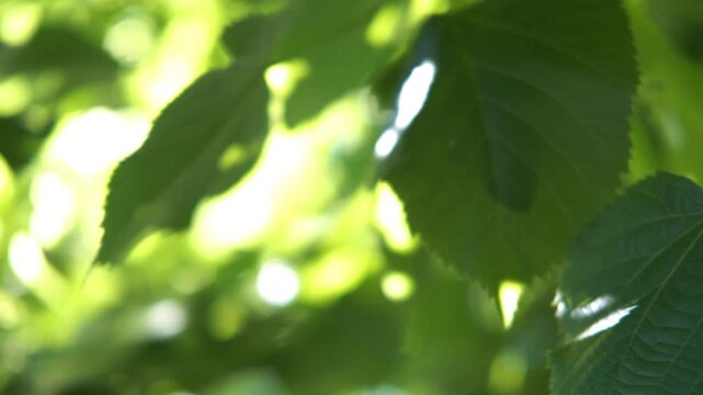 Green Tree Leaves Panning Left to Reveal Different Foliage with Sunlight Filtering Through Background Wallpaper Pattern