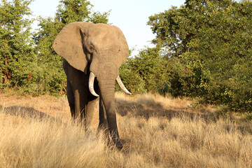 Fototapeta premium Afrikanischer Elefant / African elephant / Loxodonta africana