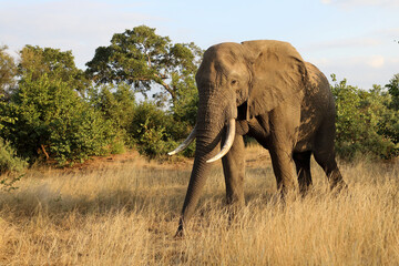 Fototapeta premium Afrikanischer Elefant / African elephant / Loxodonta africana