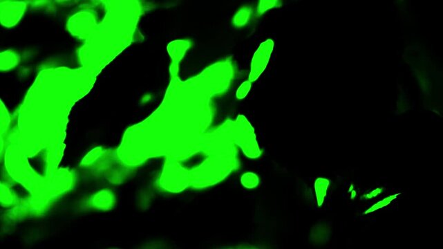 Abstract Green Fluid Patterns on Black Background Pattern Panning Left to Reveal Dynamic Shapes