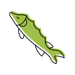 Naklejka premium Sturgeon fish icon. Animals and freshwater fish line symbol. Color.