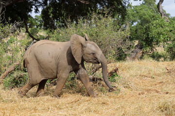 Fototapeta premium Afrikanischer Elefant / African elephant / Loxodonta africana