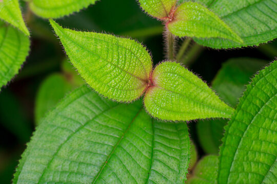 A close-up shot of vibrant green Melastoma leaves featuring distinct veined textures and finely textured hairy margins