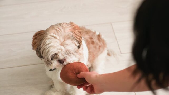 Small dog hesitantly accepts offered toy, human hand presents brown chew on light wood floor, dog sniffs then explores, collar visible, indoor calm mood, gentle owner patience encourages trust,