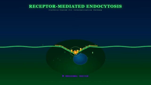 Cellular uptake mechanisms for targeted drug delivery animated via receptor mediated endocytosis, showing ligand approach, membrane invagination, and endosomal vesicle formation.