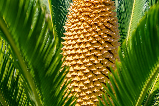 Cycas revoluta (Sotets, sago cycad, sago palm, king sago, Japanese sago palm) ，family Cycadaceae.  Las Vegas Boulevard,  Clark County, Nevada. Basin and Range Province, Mojave Desert.  near  Wynn Las 