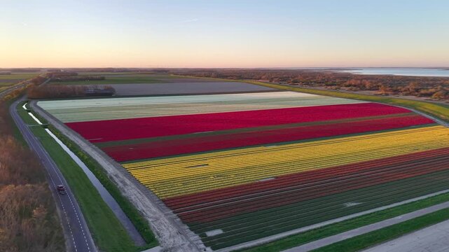 Drone video zooming out from a colorful field of tulips in the early morning to reveal a wider aerial view of the Dutch landscape with roads, woods, and ocean visible in South Holland